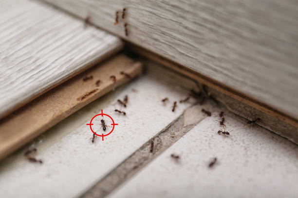 Best Pest Removal Services  in Ephrata, PA