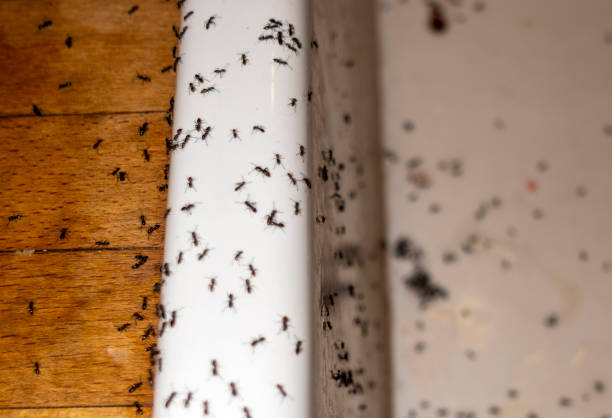 Best Commercial Pest Control Services  in Ephrata, PA